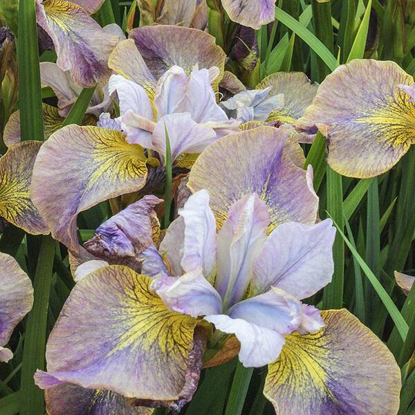 Spring Hill Nurseries Unbuttoned Zippers Siberian Iris, Live Bareroot Plant, Yellow and Pastel Flowering Perennial (1-Pack)