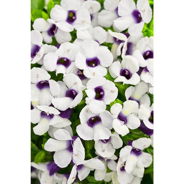 PROVEN WINNERS 4-Pack, 4.25 in. Grande Catalina Grape-o-Licious Wishbone Flower (Torenia) Live Plant, White and Purple Flowers