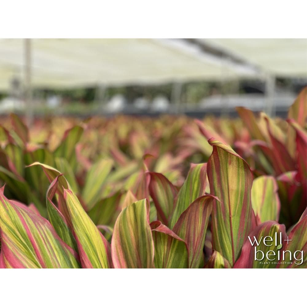 Cordyline Harlequin 1.72 Gallon Indoor Plant with Colorful Leaves