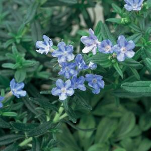 Blue - Perennials - Garden Flowers - The Home Depot