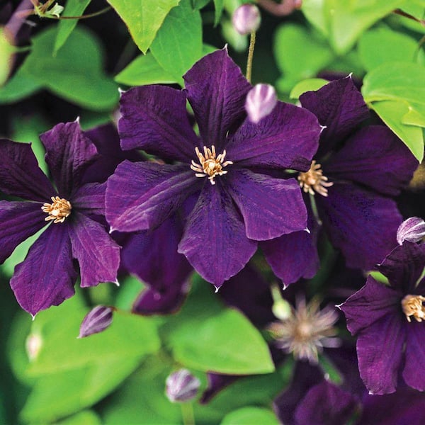 Etoile Violette Clematis Vine, Live Bareroot Perennial Plant (1-Pack)
