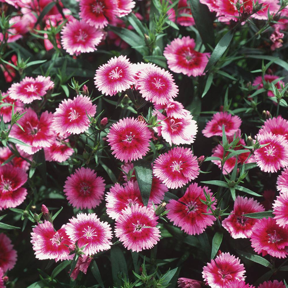 1.88-Pint Pink Picotee Dianthus Plant (8-Pack) 91439 - The Home Depot