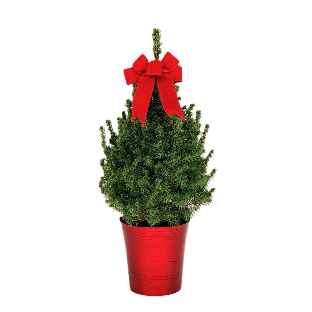 2.5 qt. Holiday Spruce Tree with Red Pot and Velvet Bow