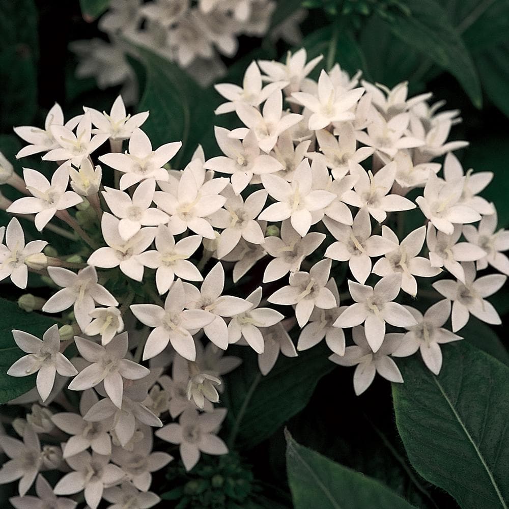 2.3 l White Egyptian Star Cluster Plant-7760 - The Home Depot