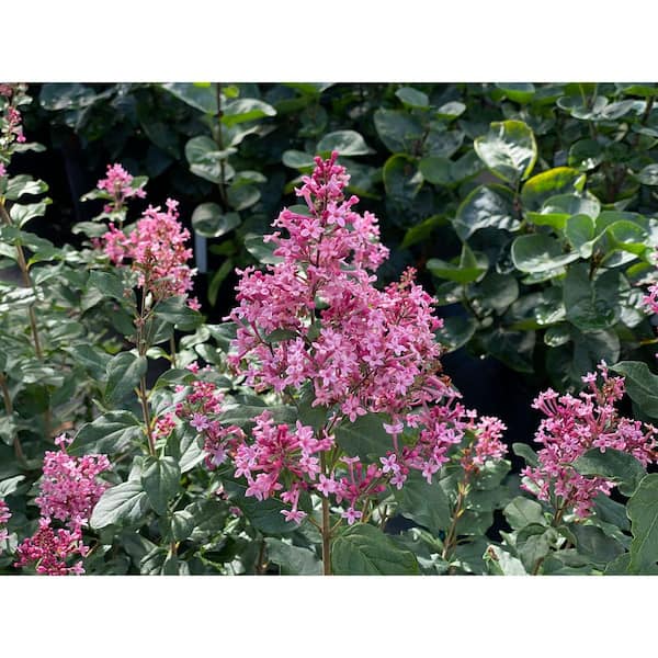 Reblooming Lilac | Bloomerang Ballet | Proven Winners Shrubs 4.5" Quart / Ships Now