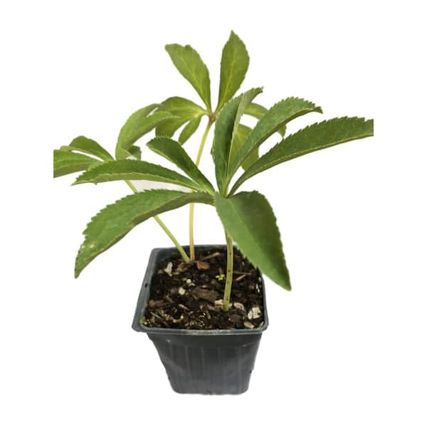Daylily Nursery Lenten Rose 3 Separate Plants in 3 Separate 2.5 in. Continers Perennials