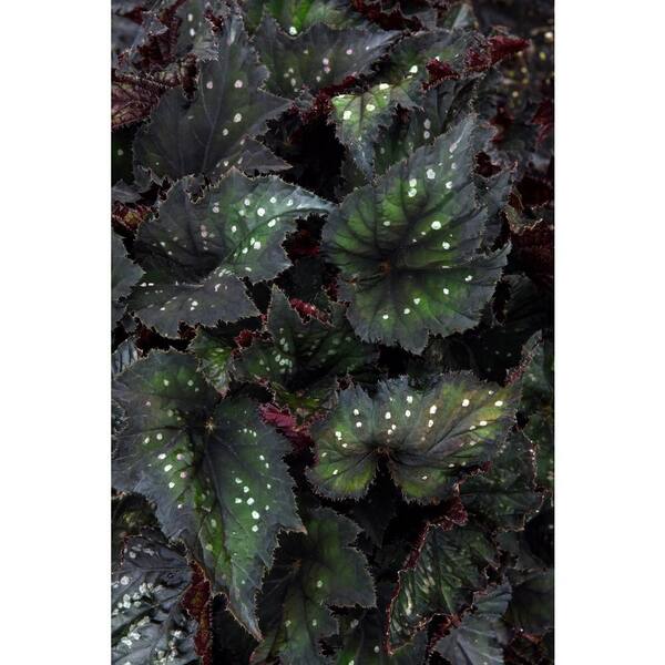 national PLANT NETWORK 4 in. Jurassic Begonia Dino Black Sky Plants in Grower Containers 3-Piece