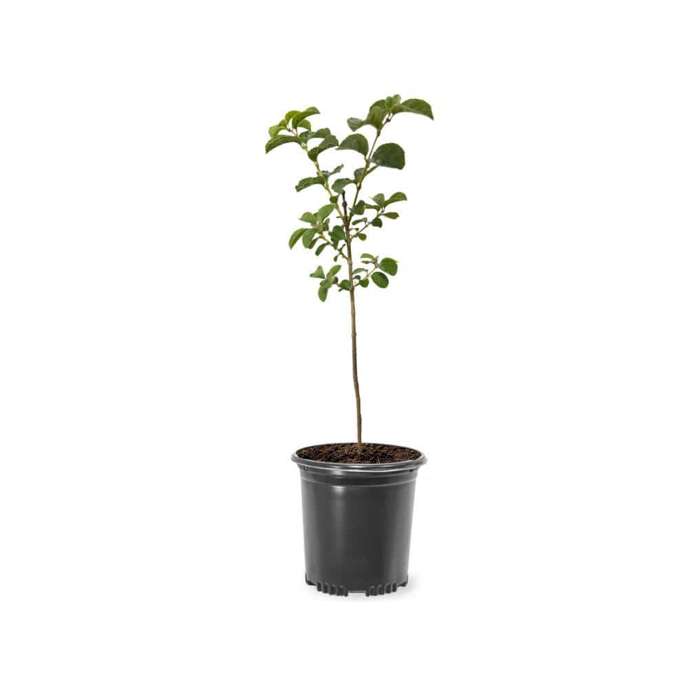 5 Gal. Chinese Fringe Tree