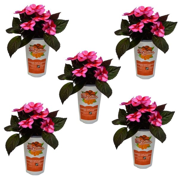 SunPatiens 1 Qt. Compact Red Candy SunPatiens Impatiens Outdoor Annual Plant with Red and Pink Flowers (5-Pack)