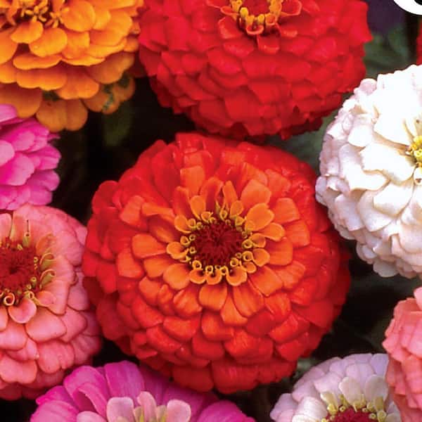 Ferry-Morse Zinnia Giant Double Flowered Mixed Colors Flower Seeds