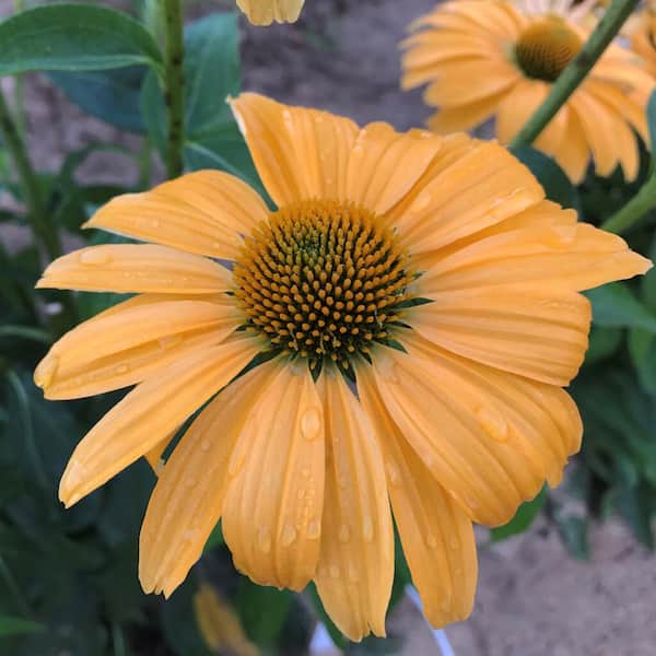 PROVEN WINNERS 1 Gallon, Color Coded 'One in a Melon' Coneflower (Echinacea), Live Plant, Yellow to Orange Flowers 1 Pack
