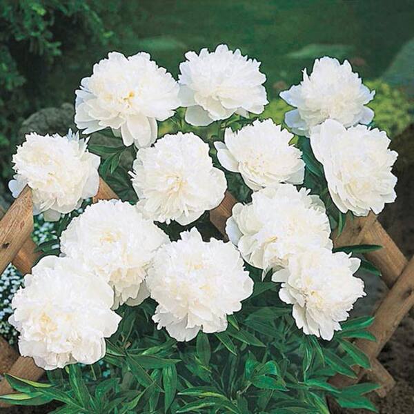 Spring Hill Nurseries White Flowers Double Peony Paeonia Live Bareroot Perennial Plants 5 Pack