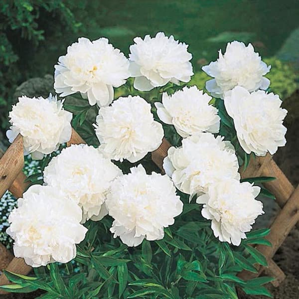 Spring Hill Nurseries White Double Flowering Peony Dormant Bare Root  Perennial Plants Roots (5-Pack) 90373 - The Home Depot