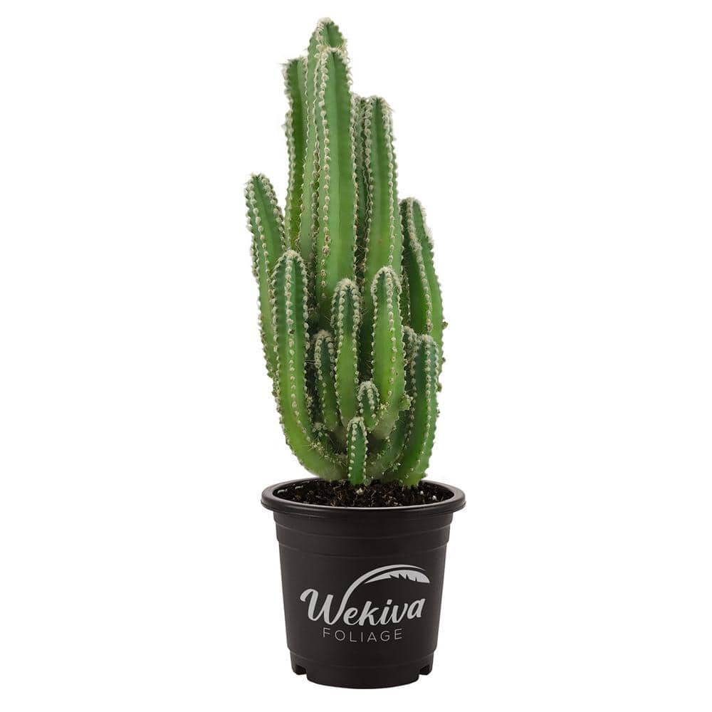 Wekiva Foliage Fairy Castle Cactus - 1 Live Plant in a 3 Inch Pot - Cereus  Tetragonus - Beautiful Indoor Outdoor Succulent Houseplant  FairyCastleCactus3 - The Home Depot