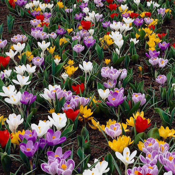 VAN ZYVERDEN Karma Cottage Garden Blend (Set of 50)
