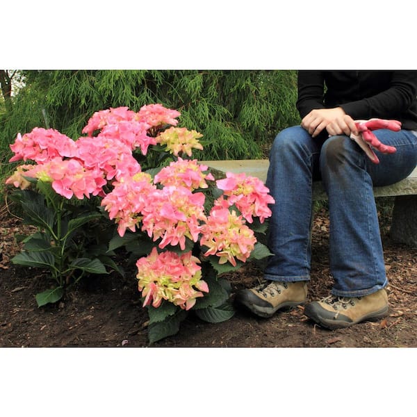 PROVEN WINNERS 1 Gal. Cityline Venice Bigleaf Hydrangea (Macrophylla) Live Shrub, Pink, Blue and Green Flowers