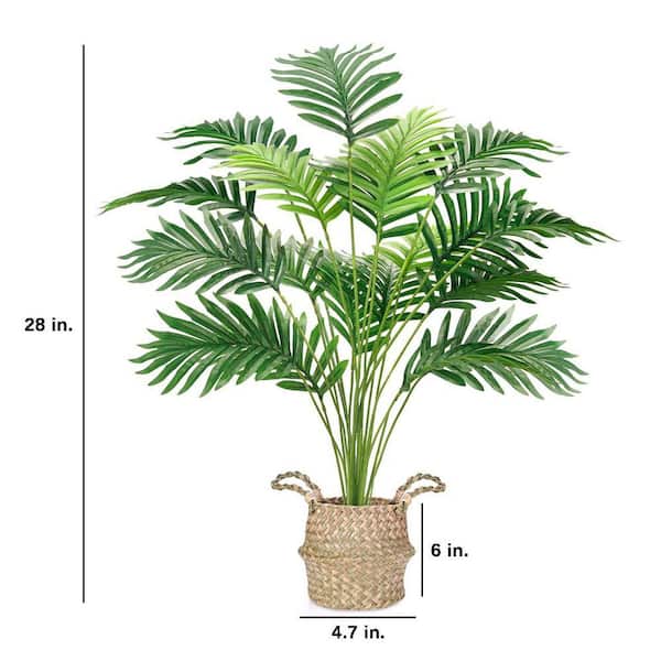 n-joy pothos 15