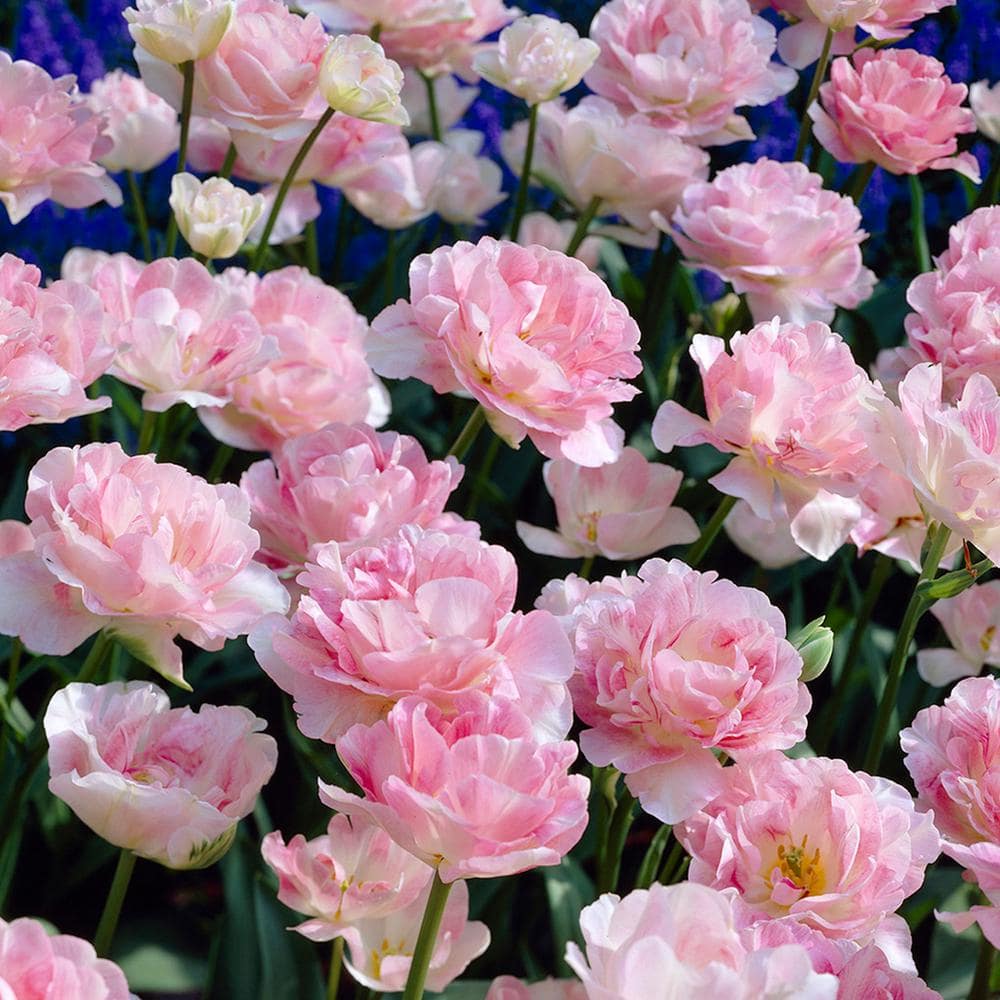 Tulips Bulbs Angelique (Set of 12) price history on PriceWatchPro