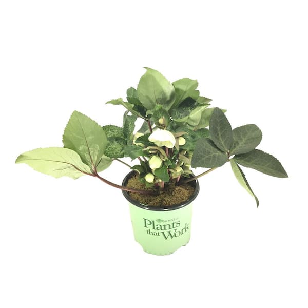 HELLEBORUS GOLD COLLECTION Lenten Rose (Helleborus) Frostkiss Moondance Plant