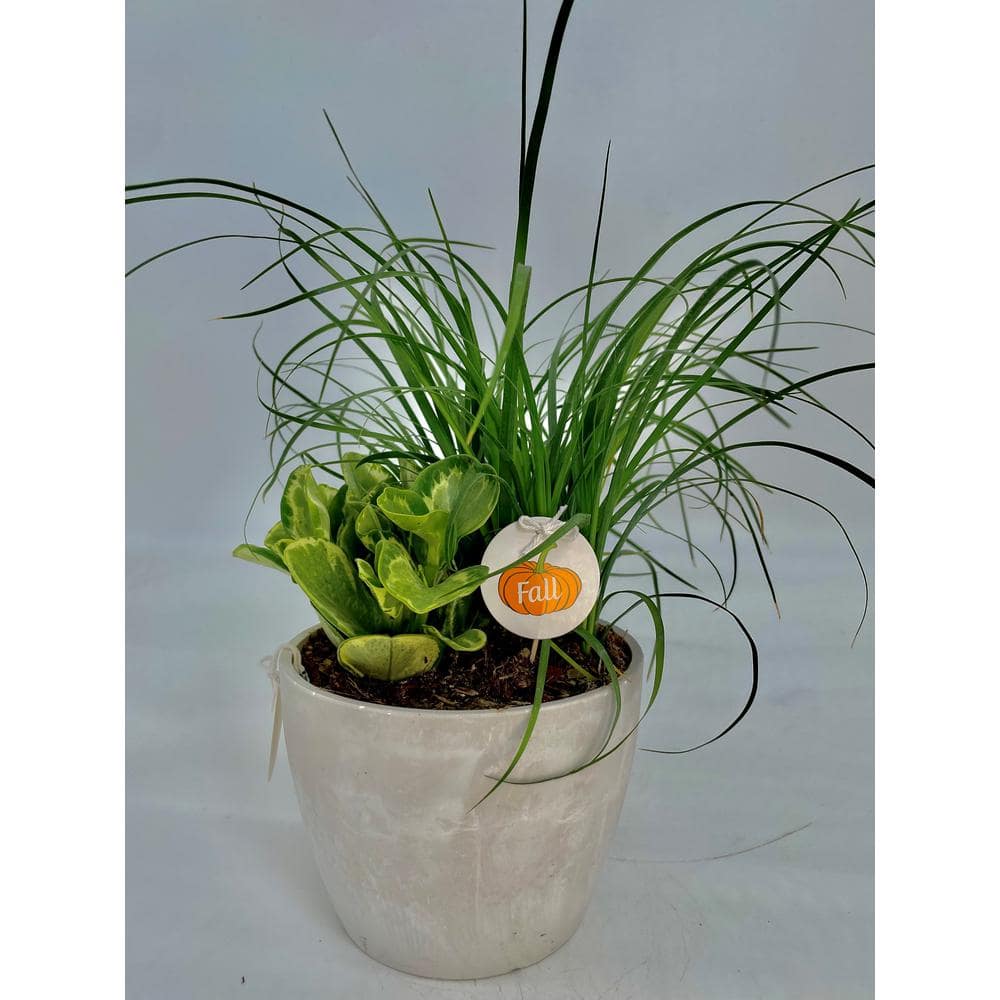 EVERBLOOM GROWERS, INC. 4 in. Tropical Duo Assorted Plants in