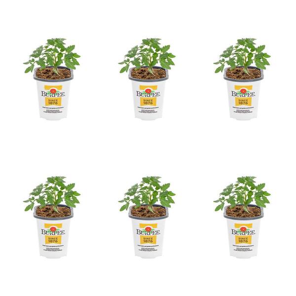 Burpee 1 Pt. Tomato Better Boy Plus Green Edible Plant (6-Pack)