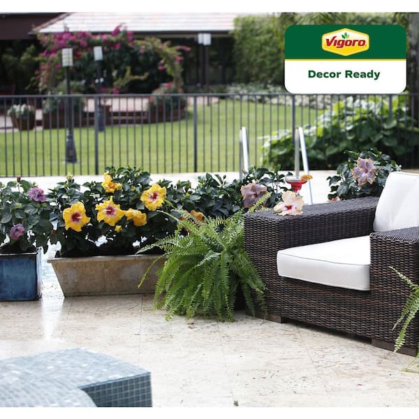 Grower's Choice Premium Hibiscus Flowering Outdoor Bush Plant in 10 in. Grower Pot, Avg Shipping Height 2-3 ft. Tall