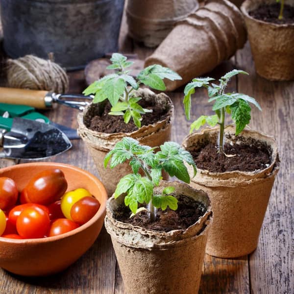 3.15 in. L x 3.15 in. W x 3 in. H, 6.6 qts. Peat Pots , Brown Biodegradable, Nursery Pots, 40-Pack Plant Fiber