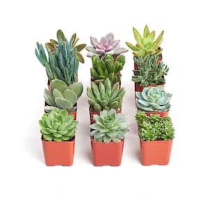 Unique Succulent Collection (12-Pack)