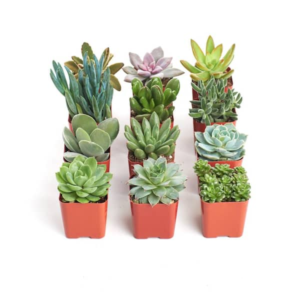 Shop Succulents Unique Succulent Collection 12 Pack 12 Suc No2 2 The Home Depot 1263