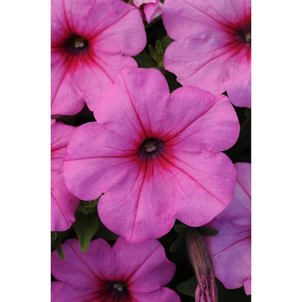 EASY WAVE 1.25 Qt. Pink Passion Easy Wave Petunia Annual Plant with Pink Flowers