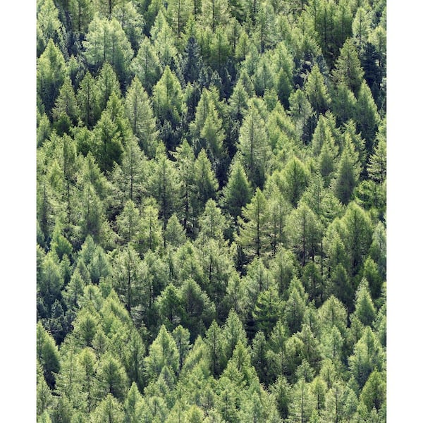 Unbranded Woods and Wicker Collection Green Pine Forest Matte Finish Vinyl on Non-woven Non-pasted Wallpaper Sample