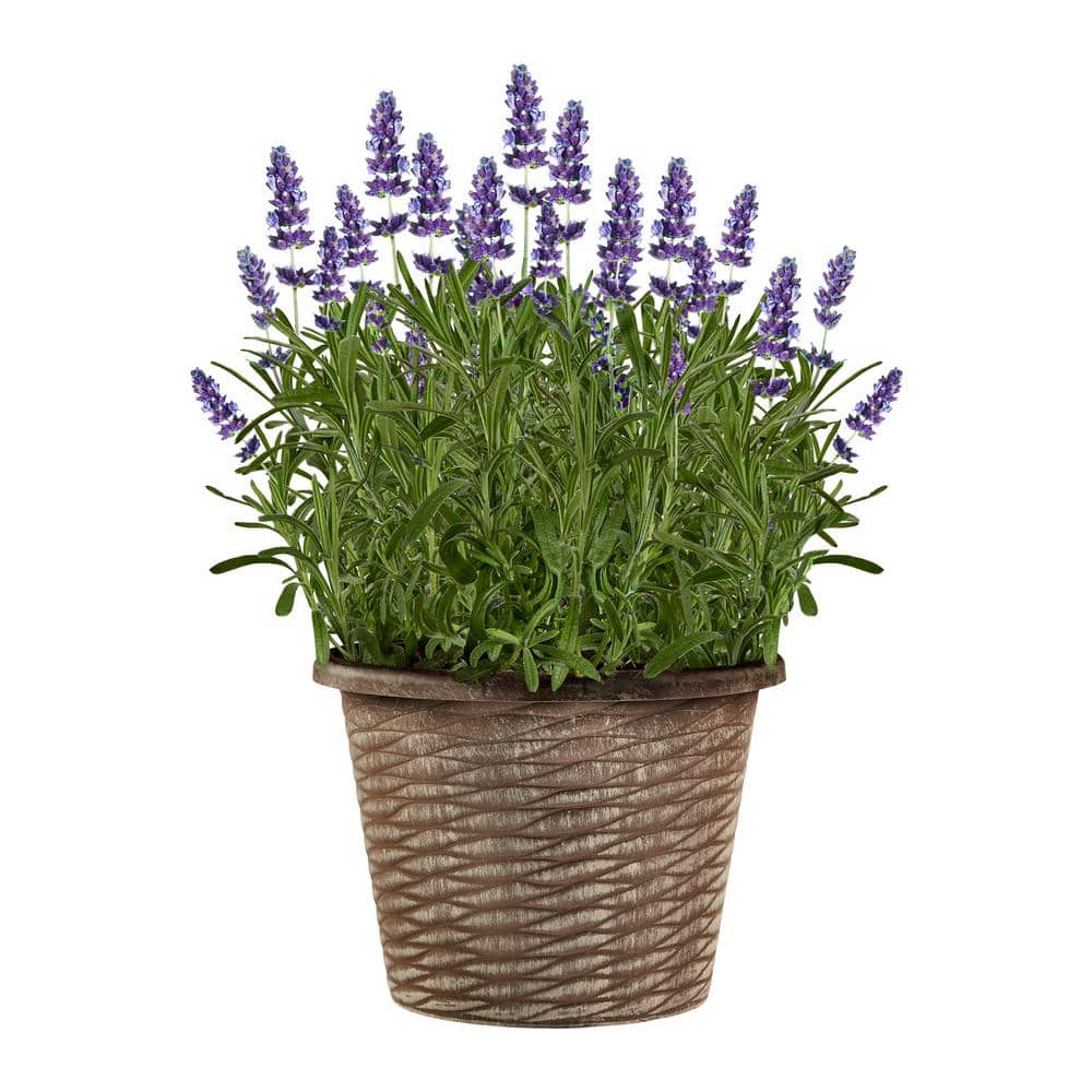 Bonnie Plants 1 Gal. Bonnie Plants Harvest Select Early Blue Lavender
