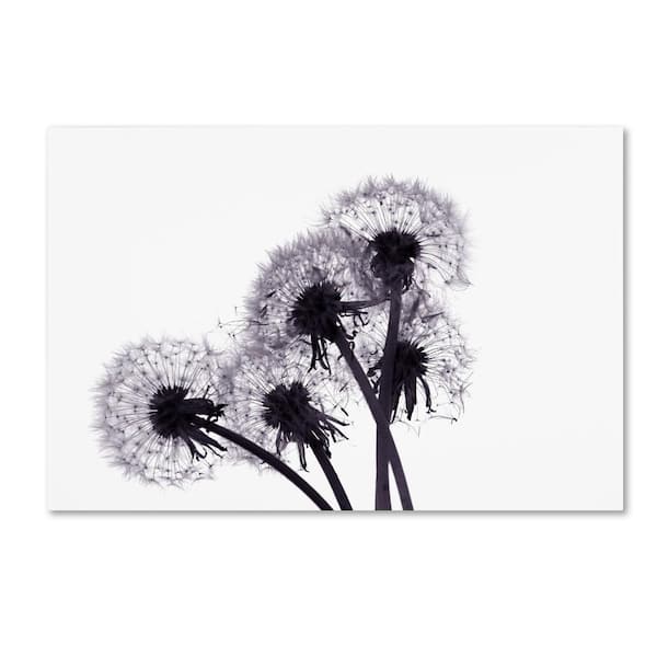 Trademark Fine Art 16 in. x 24 in. "Bunch of Wishes" by Beata Czyzowska Young Printed Canvas Wall Art