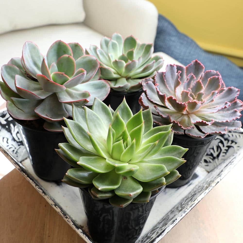 Large Assorted Echeveria Succulent 4-Pack in Black Pots