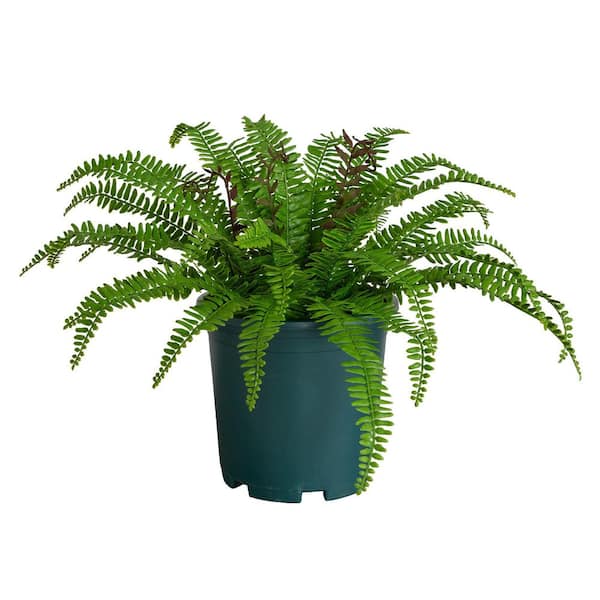 20 in. UV Resistant Artificial Boston Fern Plant (Indoor/Outdoor)