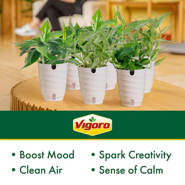 Grower's Choice Epipremnum Assortment Indoor Plant in 6 in. White Decor Pot, Avg. Shipping Height 1-2 ft. Tall (6-Pack)