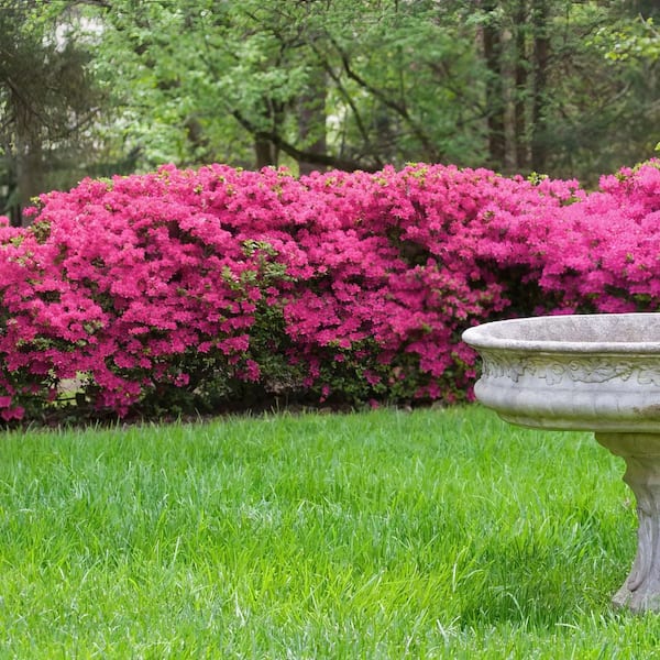 national PLANT NETWORK 2.5 Qt. Rosebud Azalea Plant with Pink