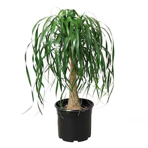 Ponytail Palm Plant in 10 in. Grower Pot