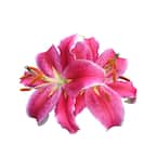 Daylily Nursery Stargazer Lily 5 Bulbs 6948615652 - The Home