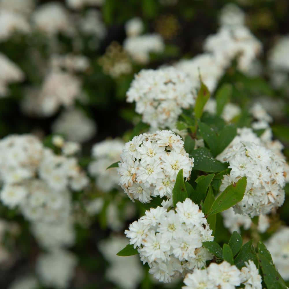 2.5 Quart White Bridal Wreath Spirea Flowering Shrub