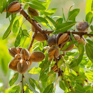 5 Gal. Nonpareil Almond Tree