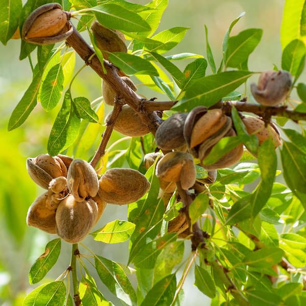 Unbranded 5 Gal. Nonpareil Almond Tree