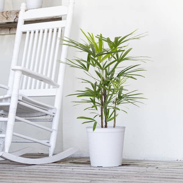live plants indoor Live Autumn Fern Basket – Compact Shade Plant for Home & Patio main image 0