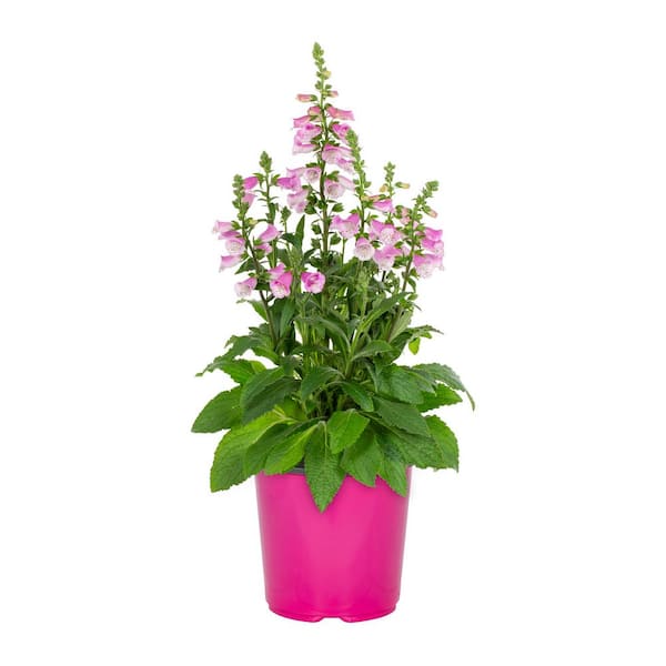 METROLINA GREENHOUSES 1.5 Gal. Digitalis Foxglove Pink Panther