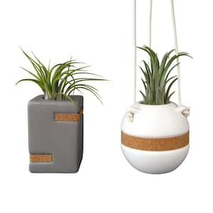 Live Air Plant Gift Home Decor (Pet-Safe Houseplants) with White and Taupe Tillandsia Vases (2-Pack)