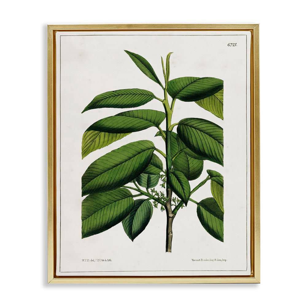 Scientific Woodland Plant by Tina Higgins Designs, Inc. Gold Floater Frame Nature Graphic Art Print 31 in. x 25 in. price history on PriceWatchPro