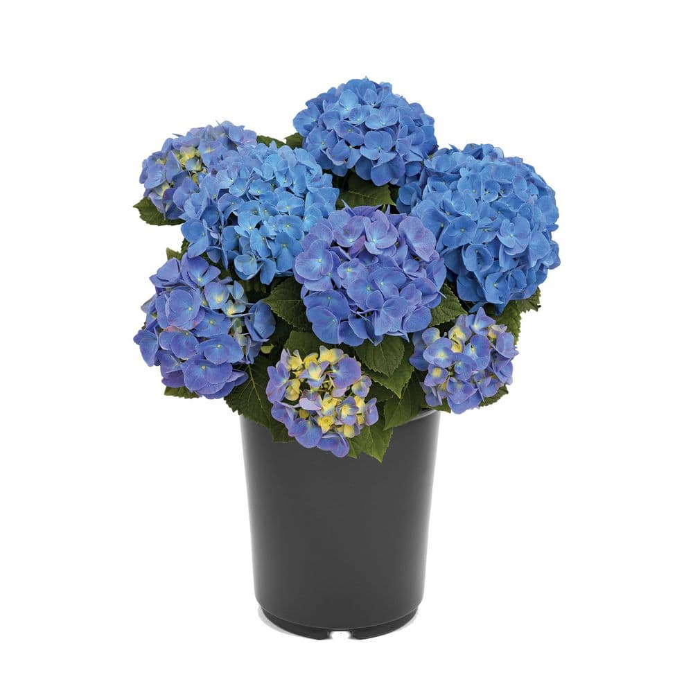 Perennial Hydrangea Macrophylla Blue 2.5 Qt.