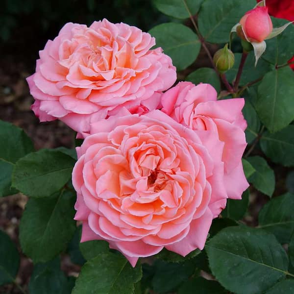 PROVEN WINNERS 4.5 in. Quart, Reminiscent Coral Rose (Rosa), Live