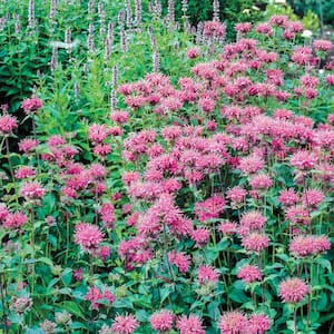 Pink Flowers Pink Bee Balm (Monarda) Live Potted Perennial with 3 in. Pot