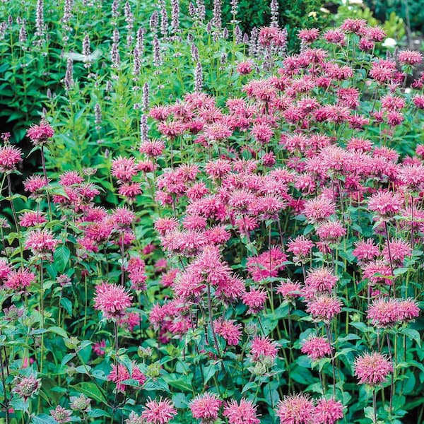 Spring Hill Nurseries Pink Flowers Pink Bee Balm (Monarda) Live Potted Perennial with 3 in. Pot